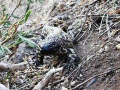 Heloderma horridum