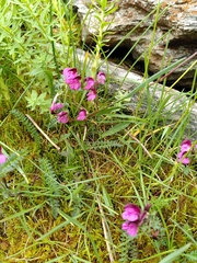 Pedicularis kerneri