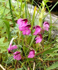 Pedicularis kerneri