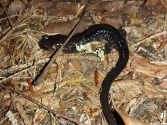 Plethodon wehrlei