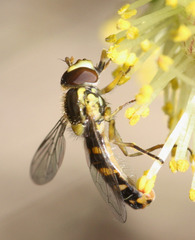 Sphaerophoria fatarum