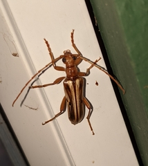 Ortholeptura valida