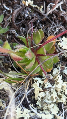 Spider Saxifrage