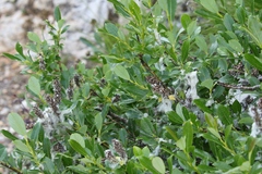 Salix glabra