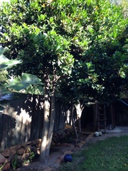 Corynocarpus