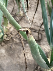 Peronospora destructor