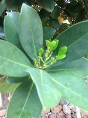Corynocarpus