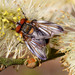 Moscas Ostreoideas - Photo (c) iana, algunos derechos reservados (CC BY-NC)