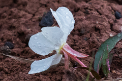 Oenothera cespitosa
