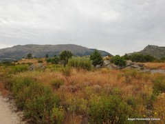 Lavandula pedunculata