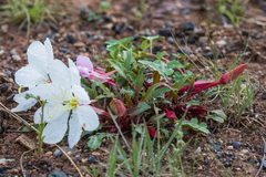 Oenothera cespitosa