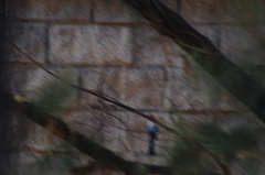 Ptiliogonys cinereus