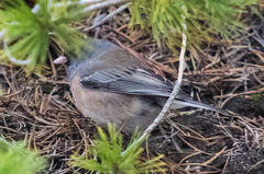 Junco hyemalis mearnsi