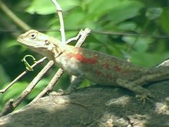 Agama agama