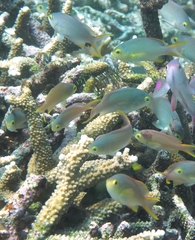 Pseudanthias huchtii