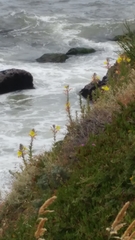 Oenothera elata hookeri