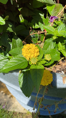 Lantana × hybrida