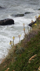 Oenothera elata hookeri