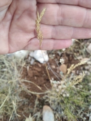 Festuca callieri