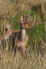 Rucervus duvaucelii