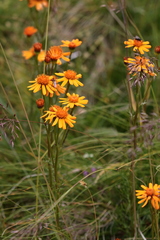 Jacobaea abrotanifolia