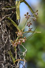Vanda tessellata