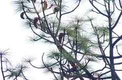 Pinus devoniana