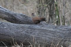 Galloperdix spadicea
