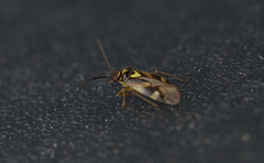 Orthops