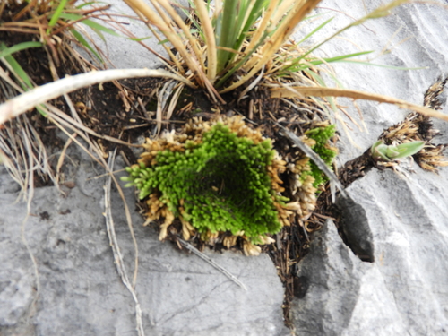 Image of Selaginella pilifera by (c) Leticia Jiménez Hernández, some rights reserved (CC BY-SA)