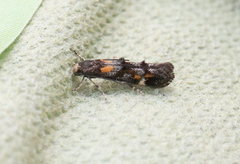 Mompha raschkiella