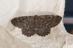 Charissa obscurata