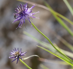 Phyteuma scheuchzeri