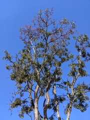 Bowdichia virgilioides