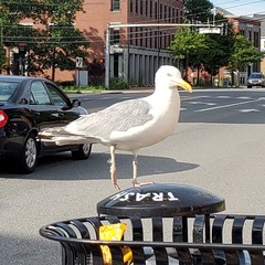 Larus argentatus
