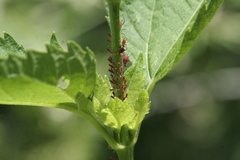 Uroleucon rudbeckiae