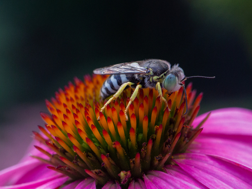 American Sand Wasp photo 6