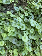 Glechoma hederacea