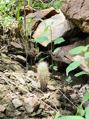 Cactaceae