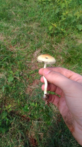 Magic Mushroom