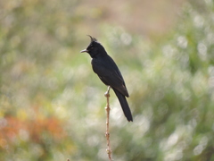 Knipolegus lophotes