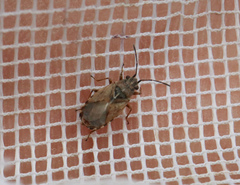 Nithecus jacobaeae
