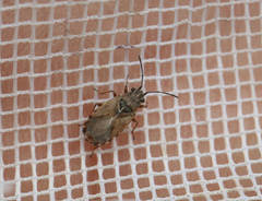 Nithecus jacobaeae