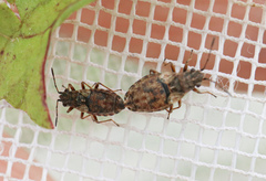 Nithecus jacobaeae