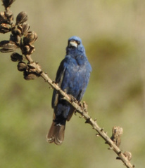 Passerina caerulea