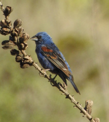 Passerina caerulea