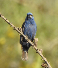 Passerina caerulea