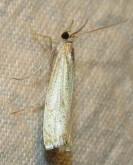 Crambus albellus