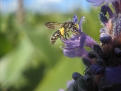 Dufourea novaeangliae