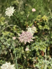 Astrantia
